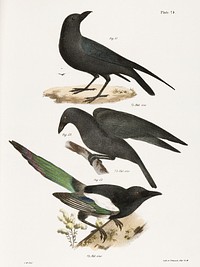 51. The Raven (Corvus corax) 52. The Common Crow (Corvus americanus) 53. The Magpie (Pica caudata) illustration from Zoology of New York (1842&ndash;1844) by <a href="https://www.rawpixel.com/search/James%20Ellsworth%20De%20Kay?&amp;page=1">James Ellsworth De Kay</a>. Original from The New York Public Library. Digitally enhanced by rawpixel.