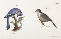54. The Blue Jay (Garrulus cristatus) 55. The Canada Jay (Garrulus canadensis) illustration from Zoology of New York (1842&ndash;1844) by <a href="https://www.rawpixel.com/search/James%20Ellsworth%20De%20Kay?&amp;page=1">James Ellsworth De Kay</a>. Original from The New York Public Library. Digitally enhanced by rawpixel.