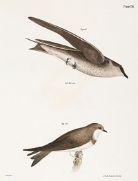 61. The Purple Martin (Hirundo purpurea) 62. The Bank Swallow (Hirundo riparia) illustration from Zoology of New York (1842&ndash;1844) by <a href="https://www.rawpixel.com/search/James%20Ellsworth%20De%20Kay?&amp;page=1">James Ellsworth De Kay</a>. Original from The New York Public Library. Digitally enhanced by rawpixel.