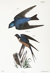 63. The White-bellied Swallow (Hirundo bicolor). 64. The Barn Swallow (Hirundo rufa) illustration from Zoology of New York (1842&ndash;1844) by <a href="https://www.rawpixel.com/search/James%20Ellsworth%20De%20Kay?&amp;page=1">James Ellsworth De Kay</a>. Original from The New York Public Library. Digitally enhanced by rawpixel.