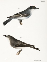 72. The Kingbird (Tyrannus intrepidus) 73. The Olive-sided Kingbird (Tyrannus cooperi) illustration from Zoology of New York (1842&ndash;1844) by <a href="https://www.rawpixel.com/search/James%20Ellsworth%20De%20Kay?&amp;page=1">James Ellsworth De Kay</a>. Original from The New York Public Library. Digitally enhanced by rawpixel.