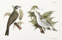 74. The Warblink Greenlet (Vireo gilvus) 75. The Red-eyed Greenlet (Vireo olivaceus) illustration from Zoology of New York (1842&ndash;1844) by <a href="https://www.rawpixel.com/search/James%20Ellsworth%20De%20Kay?&amp;page=1">James Ellsworth De Kay</a>. Original from The New York Public Library. Digitally enhanced by rawpixel.
