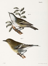 76. The Solitary Greenlet (Vireo solitarius) 77. The Yellow-throated Greenlet (Vireo flavifrons) illustration from Zoology of New York (1842&ndash;1844) by James Ellsworth De Kay. Original from The New York Public Library. Digitally enhanced by rawpixel.