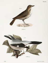 80. The Hermit Thrush (Merula solitaria) 81. The Northern Butcher-bird (Lanius septentrionalis illustration from Zoology of New York (1842&ndash;1844) by <a href="https://www.rawpixel.com/search/James%20Ellsworth%20De%20Kay?&amp;page=1">James Ellsworth De Kay</a>. Original from The New York Public Library. Digitally enhanced by rawpixel.
