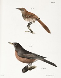 82. The Brown Thrush (Orpheus rufus) 83. The American Robin (Merula migratoria) illustration from Zoology of New York (1842&ndash;1844) by <a href="https://www.rawpixel.com/search/James%20Ellsworth%20De%20Kay?&amp;page=1">James Ellsworth De Kay</a>. Original from The New York Public Library. Digitally enhanced by rawpixel.