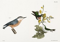 87. The Red-throated Hummingbird, male and female (Trochilus colubris) 88. The Red-bellied Nuthatch (Sitta canadensis) illustration from Zoology of New York (1842&ndash;1844) by James Ellsworth De Kay. Original from The New York Public Library. Digitally enhanced by rawpixel.