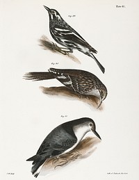 89. The Varied Creeping Warbler (Mniotilta varia) 90. The Brown Creeper (Certhia americana) 91. The White-breasted Nutchatch (Sitta carolinensis) illustration from Zoology of New York (1842&ndash;1844) by James Ellsworth De Kay. Original from The New York Public Library. Digitally enhanced by rawpixel.