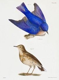 98. The Bluebird (Sialia wilsoni) 99. The American Titlark (Anthus ludovicianus) illustration from Zoology of New York (1842&ndash;1844) by <a href="https://www.rawpixel.com/search/James%20Ellsworth%20De%20Kay?&amp;page=1">James Ellsworth De Kay</a>. Original from The New York Public Library. Digitally enhanced by rawpixel.