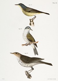 104. The Red-poll Warbler (Sylvicola rubricapilla) 105. The Tennessee Warbler (Vermivora peregrina) 106. The New York Water Thrush (Seiurus noveboracensis) illustration from Zoology of New York (1842&ndash;1844) by James Ellsworth De Kay. Original from The New York Public Library. Digitally enhanced by rawpixel.