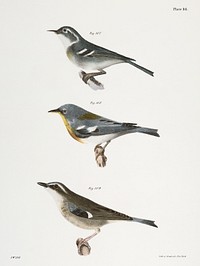 107. The Blue-grey Warbler (Sylvicola c&aelig;rulea) 108.