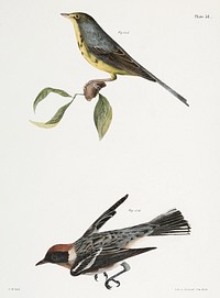 115. The Spotted Canada Warbler (Sylvicola pardalina) 116. The Bay-breasted Warbler (Sylvicola castanea) illustration from Zoology of New York (1842&ndash;1844) by James Ellsworth De Kay. Original from The New York Public Library. Digitally enhanced by rawpixel.