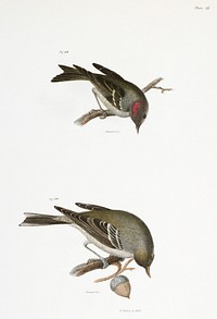 119. The Ruby-crowned Kinglet (Regulus calendula) 120. The Pine Warbler (Sylvicola pinus) illustration from Zoology of New York (1842&ndash;1844) by <a href="https://www.rawpixel.com/search/James%20Ellsworth%20De%20Kay?&amp;page=1">James Ellsworth De Kay</a>. Original from The New York Public Library. Digitally enhanced by rawpixel.