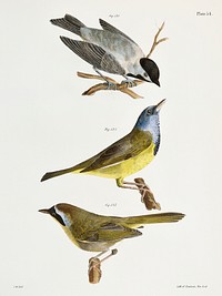 121. The Carolina Tit (Patus carolinensis) 122. The Mourning Warbler (Trichas philadelphia) 123. The Yellow-throat (Trichas marilandica) illustration from Zoology of New York (1842&ndash;1844) by <a href="https://www.rawpixel.com/search/James%20Ellsworth%20De%20Kay?&amp;page=1">James Ellsworth De Kay</a>. Original from The New York Public Library. Digitally enhanced by rawpixel.