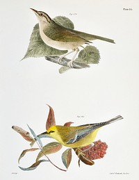 124. The Wormeating Warbler (Vermivora pensylvanica) 125. The Blue-winged Warbler (Vermivora solitaria) illustration from Zoology of New York (1842&ndash;1844) by James Ellsworth De Kay. Original from The New York Public Library. Digitally enhanced by rawpixel.