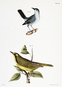 126. The Blue-gray Gnatcatcher (Culicivora cerulea) 127. The Kentucky Warbler (Sylvicola formosa) illustration from Zoology of New York (1842&ndash;1844) by <a href="https://www.rawpixel.com/search/James%20Ellsworth%20De%20Kay?&amp;page=1">James Ellsworth De Kay</a>. Original from The New York Public Library. Digitally enhanced by rawpixel.