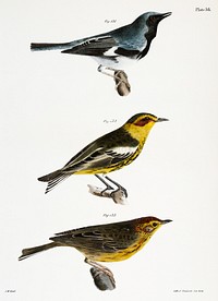 131. The Black-throated Blue Warbler (Sylvicola canadensis) 132. He Cape-May Warbler (Sylvicola maritima) 133. The Nashville Warbler (Syvicola ruficapilla) illustration from Zoology of New York (1842&ndash;1844) by <a href="https://www.rawpixel.com/search/James%20Ellsworth%20De%20Kay?&amp;page=1">James Ellsworth De Kay</a>. Original from The New York Public Library. Digitally enhanced by rawpixel.