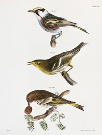 134. The Chestnut-sided Warbler (Sylvicola icterocephala) 135. The Hemlock Warbler (Sylvicola parus) 136. The Pine Finch (Carduelis pinus) illustration from Zoology of New York (1842&ndash;1844) by <a href="https://www.rawpixel.com/search/James%20Ellsworth%20De%20Kay?&amp;page=1">James Ellsworth De Kay</a>. Original from The New York Public Library. Digitally enhanced by rawpixel.