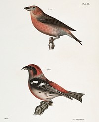 144. The American Crossbill (Loxia americana) 145. The White-winged Crossbill (Loxia leucoptera) illustration from Zoology of New York (1842&ndash;1844) by <a href="https://www.rawpixel.com/search/James%20Ellsworth%20De%20Kay?&amp;page=1">James Ellsworth De Kay</a>. Original from The New York Public Library. Digitally enhanced by rawpixel.