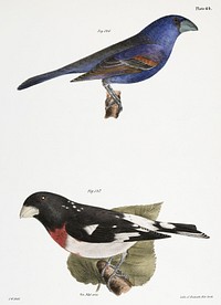 146. The Blue Grosbeak (Coccoborus ceruleus) 147. The Rose-breasted Grosbeak (Coccoborus ludovicianus) illustration from Zoology of New York (1842&ndash;1844) by <a href="https://www.rawpixel.com/search/James%20Ellsworth%20De%20Kay?&amp;page=1">James Ellsworth De Kay</a>. Original from The New York Public Library. Digitally enhanced by rawpixel.