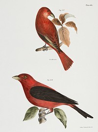 148. The Redbird (Pyranga &aelig;stiva) 149. The Black-winged Redbird (Pyranga rubra) illustration from Zoology of New York (1842&ndash;1844) by <a href="https://www.rawpixel.com/search/James%20Ellsworth%20De%20Kay?&amp;page=1">James Ellsworth De Kay</a>. Original from The New York Public Library. Digitally enhanced by rawpixel.