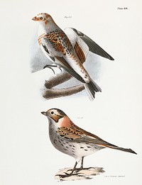 158. White Snowbird (Pletrophanes nivalis) 159. Lapland Snowbird (Plectrophanes lapponica) illustration from Zoology of New York (1842&ndash;1844) by <a href="https://www.rawpixel.com/search/James%20Ellsworth%20De%20Kay?&amp;page=1">James Ellsworth De Kay</a>. Original from The New York Public Library. Digitally enhanced by rawpixel.
