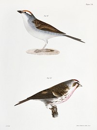 160. Chip-bird (Pletrophanes socialis) 161. Lesser Redpoll (Linaria minor) illustration from Zoology of New York (1842&ndash;1844) by <a href="https://www.rawpixel.com/search/James%20Ellsworth%20De%20Kay?&amp;page=1">James Ellsworth De Kay</a>. Original from The New York Public Library. Digitally enhanced by rawpixel.