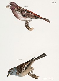 163. Crested Purple Finch ( Erythrospiza purpurea) 164. Tree Bunting (Emberiza canadensis) illustration from Zoology of New York (1842&ndash;1844) by James Ellsworth De Kay. Original from The New York Public Library. Digitally enhanced by rawpixel.