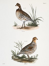168. American Quail (Ortyx virginiana) 169. Ditto, female illustration from Zoology of New York (1842&ndash;1844) by <a href="https://www.rawpixel.com/search/James%20Ellsworth%20De%20Kay?&amp;page=1">James Ellsworth De Kay</a>. Original from The New York Public Library. Digitally enhanced by rawpixel.