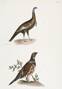 172. Wild Turkey (Meleagris gallopavo) 173. Spruce Grouse (Tetrao canadensis) illustration from Zoology of New York (1842&ndash;1844) by <a href="https://www.rawpixel.com/search/James%20Ellsworth%20De%20Kay?&amp;page=1">James Ellsworth De Kay</a>. Original from The New York Public Library. Digitally enhanced by rawpixel.