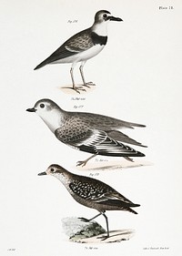176. Wilson&#39;s Plover (Charadrius wilsonius) 177. Piping Plover (Charadriusmelodus) 178. Golden Plover (Charadrius virginiacus) illustration from Zoology of New York (1842&ndash;1844) by <a href="https://www.rawpixel.com/search/James%20Ellsworth%20De%20Kay?&amp;page=1">James Ellsworth De Kay</a>. Original from The New York Public Library. Digitally enhanced by rawpixel.