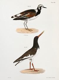 182. Turnstone (Strepsilas interpres) 183. Mantled Oyster-catcher (H&aelig;matopus palliatus) illustration from Zoology of New York (1842&ndash;1844) by <a href="https://www.rawpixel.com/search/James%20Ellsworth%20De%20Kay?&amp;page=1">James Ellsworth De Kay</a>. Original from The New York Public Library. Digitally enhanced by rawpixel.