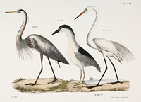 184. Great Blue Heron (Ardea herodias) 185. Black-crowned Night Heron (Ardea discors) 186. Great White Heron (Ardea leuce) illustration from Zoology of New York (1842&ndash;1844) by James Ellsworth De Kay. Original from The New York Public Library. Digitally enhanced by rawpixel.