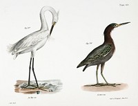 187. White-crested Heron (Ardea candidissima) 188. Green Heron or Poke (Ardea virescens) illustration from Zoology of New York (1842&ndash;1844) by <a href="https://www.rawpixel.com/search/James%20Ellsworth%20De%20Kay?&amp;page=1">James Ellsworth De Kay</a>. Original from The New York Public Library. Digitally enhanced by rawpixel.