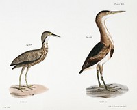 189. American Bittern (Ardea minor) 190. Small Bittern (Ardea exilis) illustration from Zoology of New York (1842&ndash;1844) by <a href="https://www.rawpixel.com/search/James%20Ellsworth%20De%20Kay?&amp;page=1">James Ellsworth De Kay</a>. Original from The New York Public Library. Digitally enhanced by rawpixel.