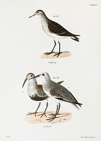 191. Schnitz&#39;s Sandpiper (Tringa schinzi). 192. Black-breasted Sandpiper (Tringa cinclus) illustration from Zoology of New York (1842&ndash;1844) by <a href="https://www.rawpixel.com/search/James%20Ellsworth%20De%20Kay?&amp;page=1">James Ellsworth De Kay</a>. Original from The New York Public Library. Digitally enhanced by rawpixel.