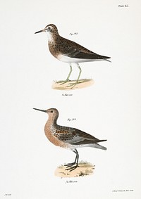 193. Pectoral Sandpiper (Tringa pectoralis) 194. Red-breasted Sandpiper (Tringa canutus) illustration from Zoology of New York (1842&ndash;1844) by James Ellsworth De Kay. Original from The New York Public Library. Digitally enhanced by rawpixel.