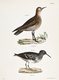197. Buff-breasted Sandpiper (Tringa rufescens) 198. Purple Sandpiper (Tringa maritima) illustration from Zoology of New York (1842&ndash;1844) by James Ellsworth De Kay. Original from The New York Public Library. Digitally enhanced by rawpixel.