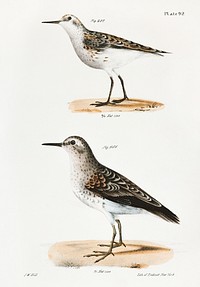 207, 208. Wilson&#39;s Sandpiper (Tringa pusilla) illustration from Zoology of New York (1842&ndash;1844) by <a href="https://www.rawpixel.com/search/James%20Ellsworth%20De%20Kay?&amp;page=1">James Ellsworth De Kay</a>. Original from The New York Public Library. Digitally enhanced by rawpixel.