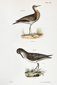 209. Grey Plover (Totanus bartrami) 210. Solitary Tatler (Totanus chloropygius) illustration from Zoology of New York (1842&ndash;1844) by <a href="https://www.rawpixel.com/search/James%20Ellsworth%20De%20Kay?&amp;page=1">James Ellsworth De Kay</a>. Original from The New York Public Library. Digitally enhanced by rawpixel.