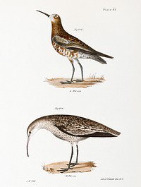 213. Curlew Sandpiper (Tringa subarquata) 214. Small Esquimaux Curlew (Numenius borealis) illustration from Zoology of New York (1842&ndash;1844) by James Ellsworth De Kay. Original from The New York Public Library. Digitally enhanced by rawpixel.
