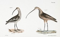 215. Jack Curlew (Numenius hudsonius) 216. Long-billed Curlew (Numenius longirostris) illustration from Zoology of New York (1842&ndash;1844) by <a href="https://www.rawpixel.com/search/James%20Ellsworth%20De%20Kay?&amp;page=1">James Ellsworth De Kay</a>. Original from The New York Public Library. Digitally enhanced by rawpixel.