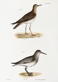 217. He Ruff (Tringa pugnax) 218. Red-breasted Sandpiper (Tringa canutus) illustration from Zoology of New York (1842&ndash;1844) by <a href="https://www.rawpixel.com/search/James%20Ellsworth%20De%20Kay?&amp;page=1">James Ellsworth De Kay</a>. Original from The New York Public Library. Digitally enhanced by rawpixel.