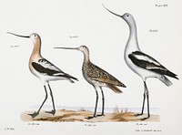 227. American Avoset (Recurvirostra americana) 228. Marlin (Limosa fedoa) 229. American Avoset (Recurvirostra americana) illustration from Zoology of New York (1842–1844) by James Ellsworth De Kay. Original from The New York Public Library. Digitally enhanced by rawpixel.