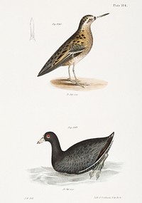 232. Red Phalarope (Phalaropus fulicarius) 233. American Coot (Fulica americana) illustration from Zoology of New York (1842&ndash;1844) by <a href="https://www.rawpixel.com/search/James%20Ellsworth%20De%20Kay?&amp;page=1">James Ellsworth De Kay</a>. Original from The New York Public Library. Digitally enhanced by rawpixel.