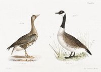 236. White-fronted Goose (Anser albifrons) 237. Wild Goose (Anser canadensis) illustration from Zoology of New York (1842&ndash;1844) by <a href="https://www.rawpixel.com/search/James%20Ellsworth%20De%20Kay?&amp;page=1">James Ellsworth De Kay</a>. Original from The New York Public Library. Digitally enhanced by rawpixel.