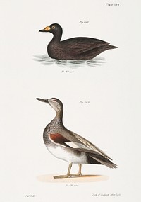 242. Broad-billed Coot (Fuligula americana) 243. Grey Duck (Anas strepera) illustration from Zoology of New York (1842&ndash;1844) by <a href="https://www.rawpixel.com/search/James%20Ellsworth%20De%20Kay?&amp;page=1">James Ellsworth De Kay</a>. Original from The New York Public Library. Digitally enhanced by rawpixel.