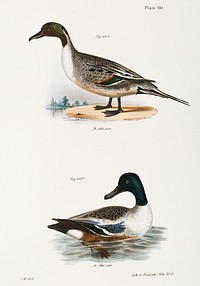 244. Pintail Duck (Anas acuta) 245. Shoveller or Spoonbill (Anas clypeata) illustration from Zoology of New York (1842&ndash;1844) by <a href="https://www.rawpixel.com/search/James%20Ellsworth%20De%20Kay?&amp;page=1">James Ellsworth De Kay</a>. Original from The New York Public Library. Digitally enhanced by rawpixel.