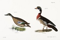 246. Blue-winged Teal (Anas discors) 247. Wood Duck (Anas sponsa) illustration from Zoology of New York (1842&ndash;1844) by <a href="https://www.rawpixel.com/search/James%20Ellsworth%20De%20Kay?&amp;page=1">James Ellsworth De Kay</a>. Original from The New York Public Library. Digitally enhanced by rawpixel.