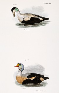250. Eider Duck (Fuligula mollissima) 251. King Duck (Fuligula spectabilis) illustration from Zoology of New York (1842&ndash;1844) by <a href="https://www.rawpixel.com/search/James%20Ellsworth%20De%20Kay?&amp;page=1">James Ellsworth De Kay</a>. Original from The New York Public Library. Digitally enhanced by rawpixel.