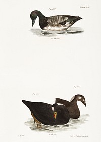 252. Broadbill (Fuligula marila) 253. Surf Duck or Coot (Fuligula perspicillata) 254. Ditto, immature illustration from Zoology of New York (1842&ndash;1844) by <a href="https://www.rawpixel.com/search/James%20Ellsworth%20De%20Kay?&amp;page=1">James Ellsworth De Kay</a>. Original from The New York Public Library. Digitally enhanced by rawpixel.